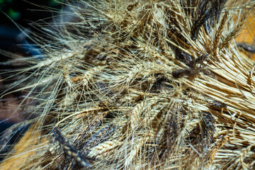 Dried wheat ears in bouquet