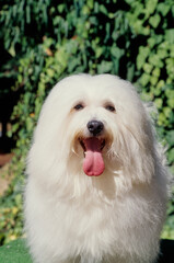 Close up of Havanese