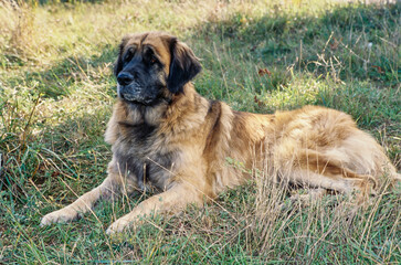 A Leonberger dog in grass