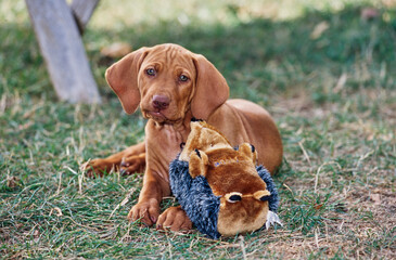 Vizsla puppy laying down in grass outside with stuffed animal toy