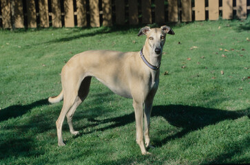Obraz na płótnie Canvas Greyhound standing in grass in yard