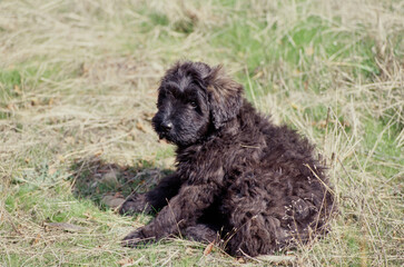 Fototapeta premium Bouvier puppy sitting on grass