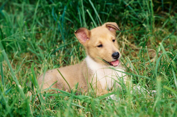 Collie puppy laying in tall grass outside