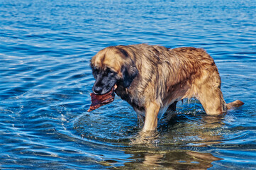 A Leonberger dog in water