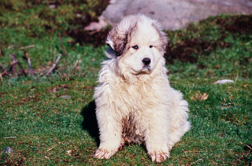 A Great Pyrenees puppy on grass
