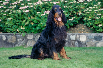 Gordon Setter sitting in grass in front of plant with white flowers