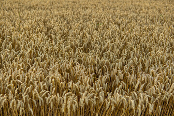 Agricultural field in a sunset. Golden ears of wheat on a field. Agriculture. Harvest.