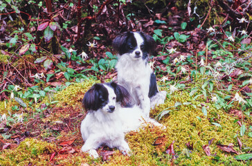 Two Papillon dogs on moss