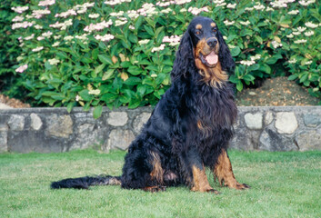 Gordon Setter sitting in grass in front of plant with white flowers