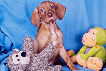 Vizsla puppy sitting on blue blanket with toys