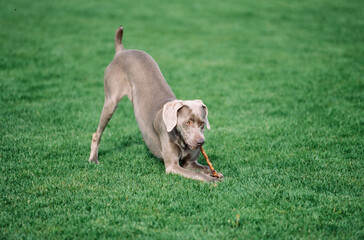 Weimaraner chewing on stick in grass outside