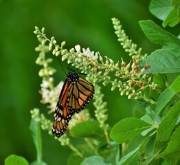 Monarch butterfly