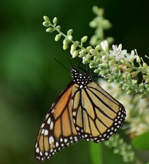 Monarch butterfly