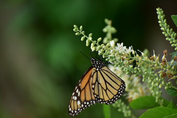 Monarch butterfly