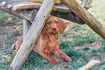 Vizsla puppy laying down outside under log table