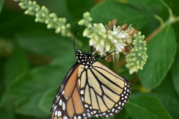 Monarch butterfly