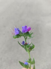 flower on the grey background 