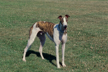 Obraz na płótnie Canvas Greyhound standing in grass
