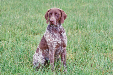 A German shorthaired pointer dog in grass
