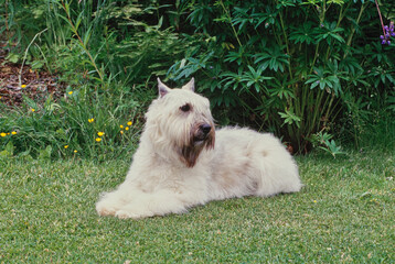 Bouvier laying down in garden