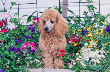 Toy Poodle sitting in flower bed outside
