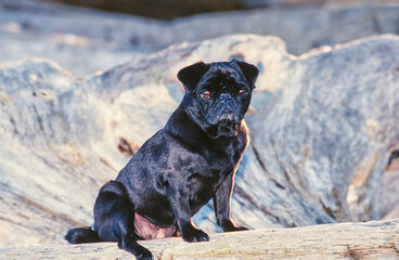 A pug dog on a log