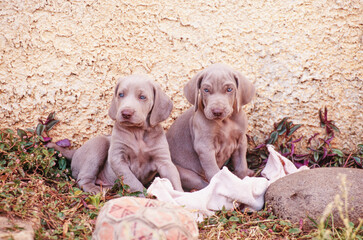 Two weimaraner puppies outside next to stone wall with towel