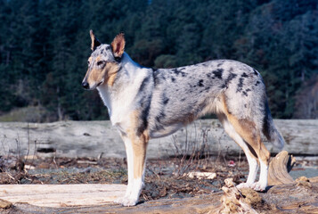 Collie dog standing on logs outside