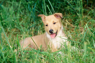 Collie puppy laying in tall grass outside