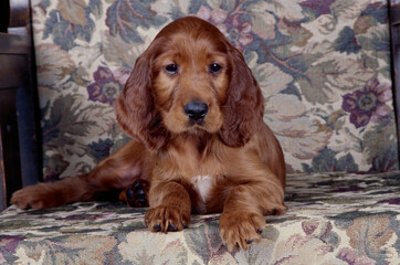 Irish Setter puppy on chair