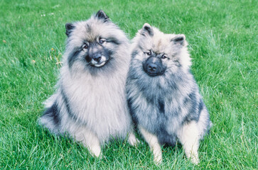 Two Keeshond dogs on grass.