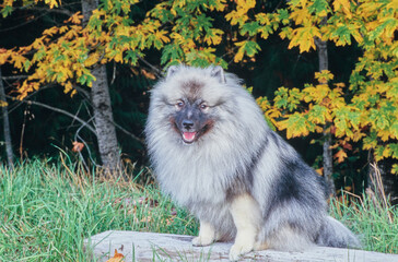 A Keeshond dog on a log