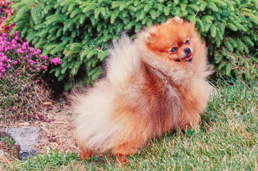 A Pomeranian dog in grass