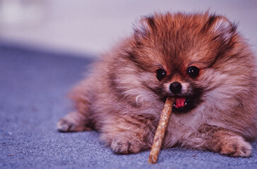 A Pomeranian dog chewing a stick on a carpeted floor