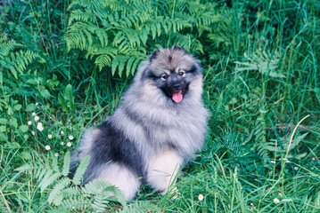 A Keeshond dog on grass.