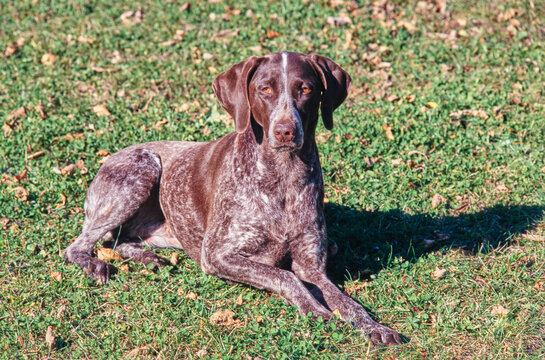 A German shorthaired pointer dog in grass