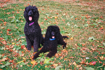 A pair of standard poodle dogs in grass