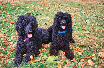 A pair of standard poodle dogs in grass