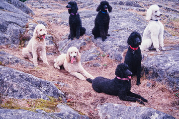 Seven standard poodle dogs on rocky terrain
