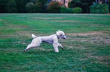 A standard poodle dog in grass