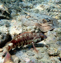 Costa Rica Pacific sea life