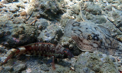Costa Rica Pacific sea life