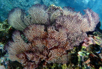 Costa Rica Pacific sea life