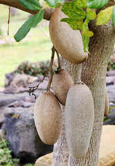 sausage tree fruit 