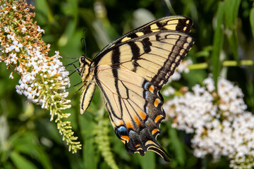 butterfly on a flower