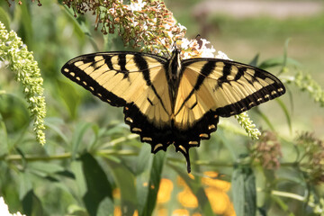 butterfly on a flower