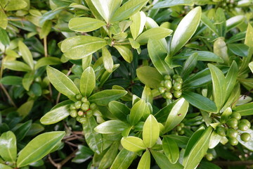 As a native of Japan, skimmia is a slow growing evergreen shrub.