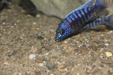 Aulonocara Cichlid Chilumba Lake Malawi