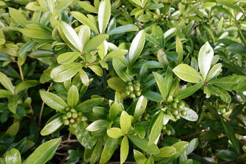 Japanese skimmia is a slow-growing, shade-loving, broadleaf evergreen shrub that provides multi-season interest in the landscape.