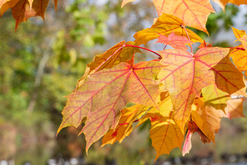 Close up of changing maple leaves in the fall